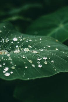 Amazon Rain